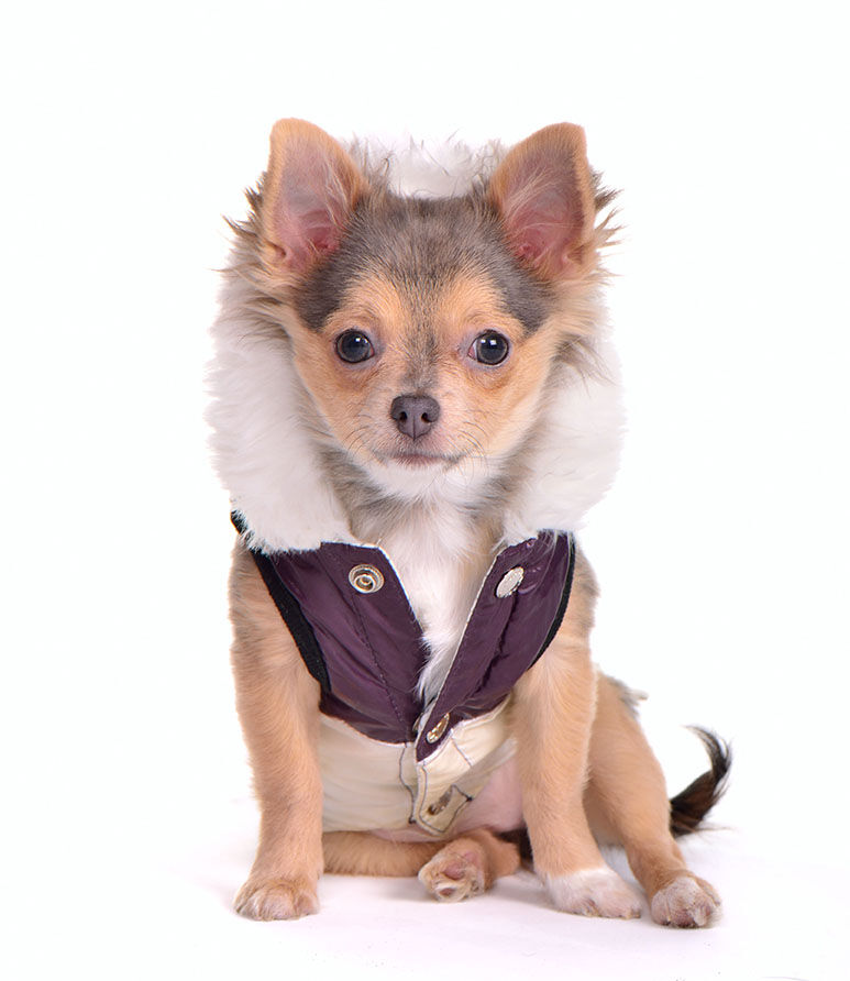chihuahua puppy